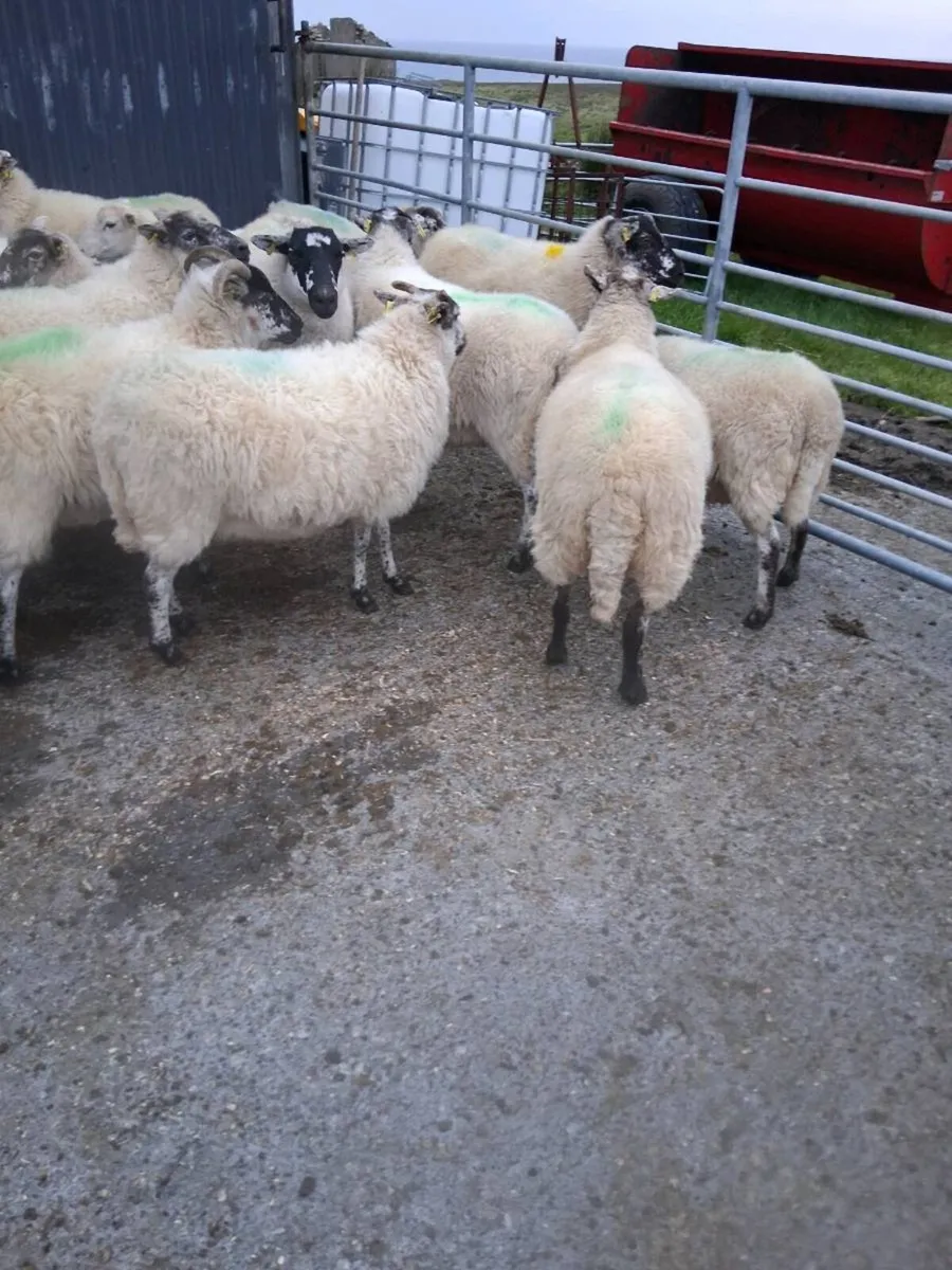 Organic hoggets ,lambs & 2yr olds - Image 4