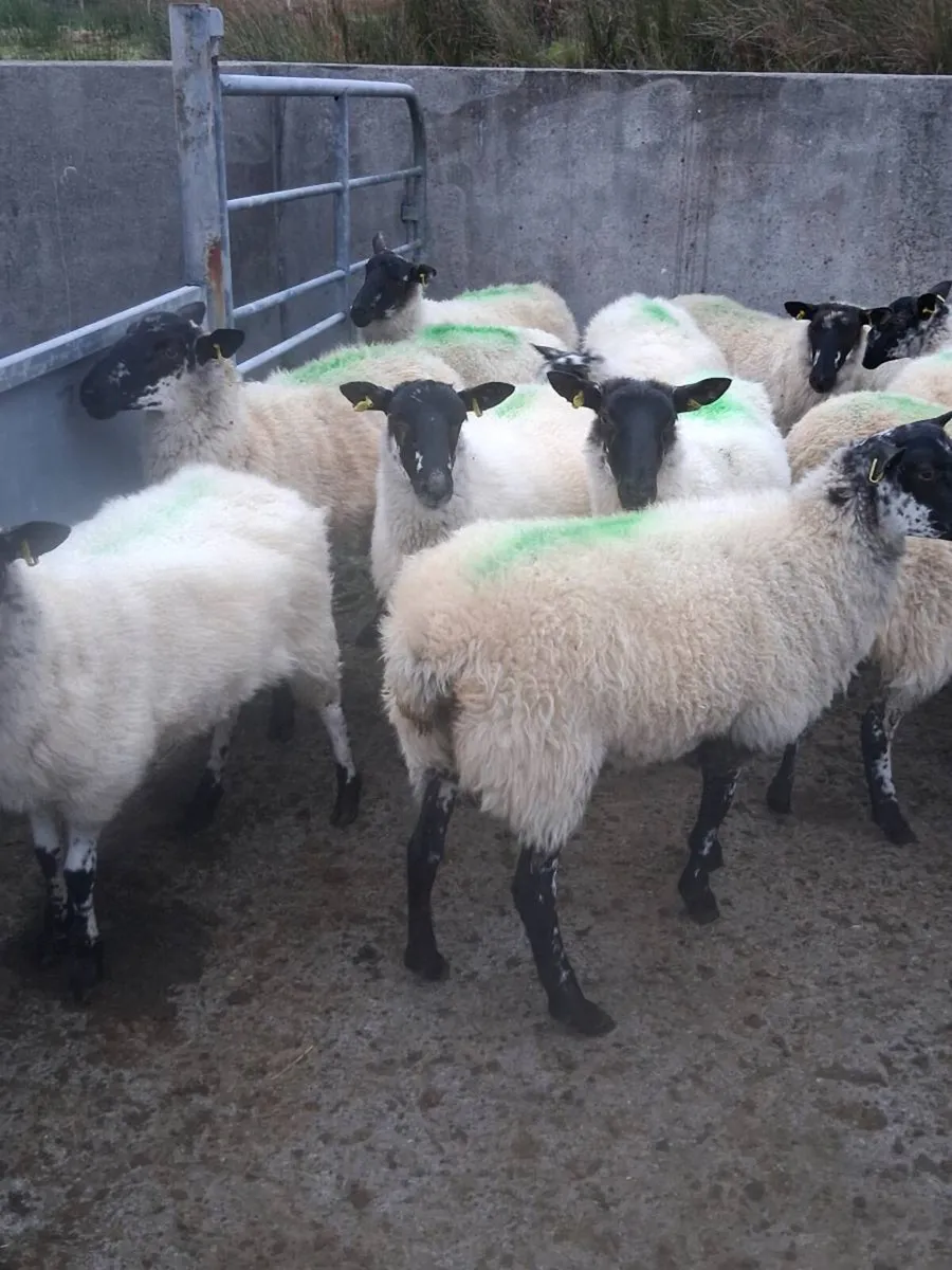 Organic hoggets ,lambs & 2yr olds - Image 1