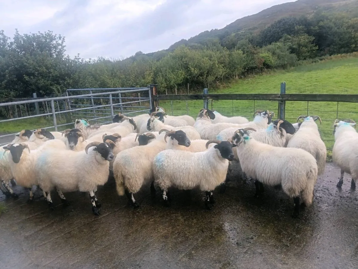 Hoggets - Image 3