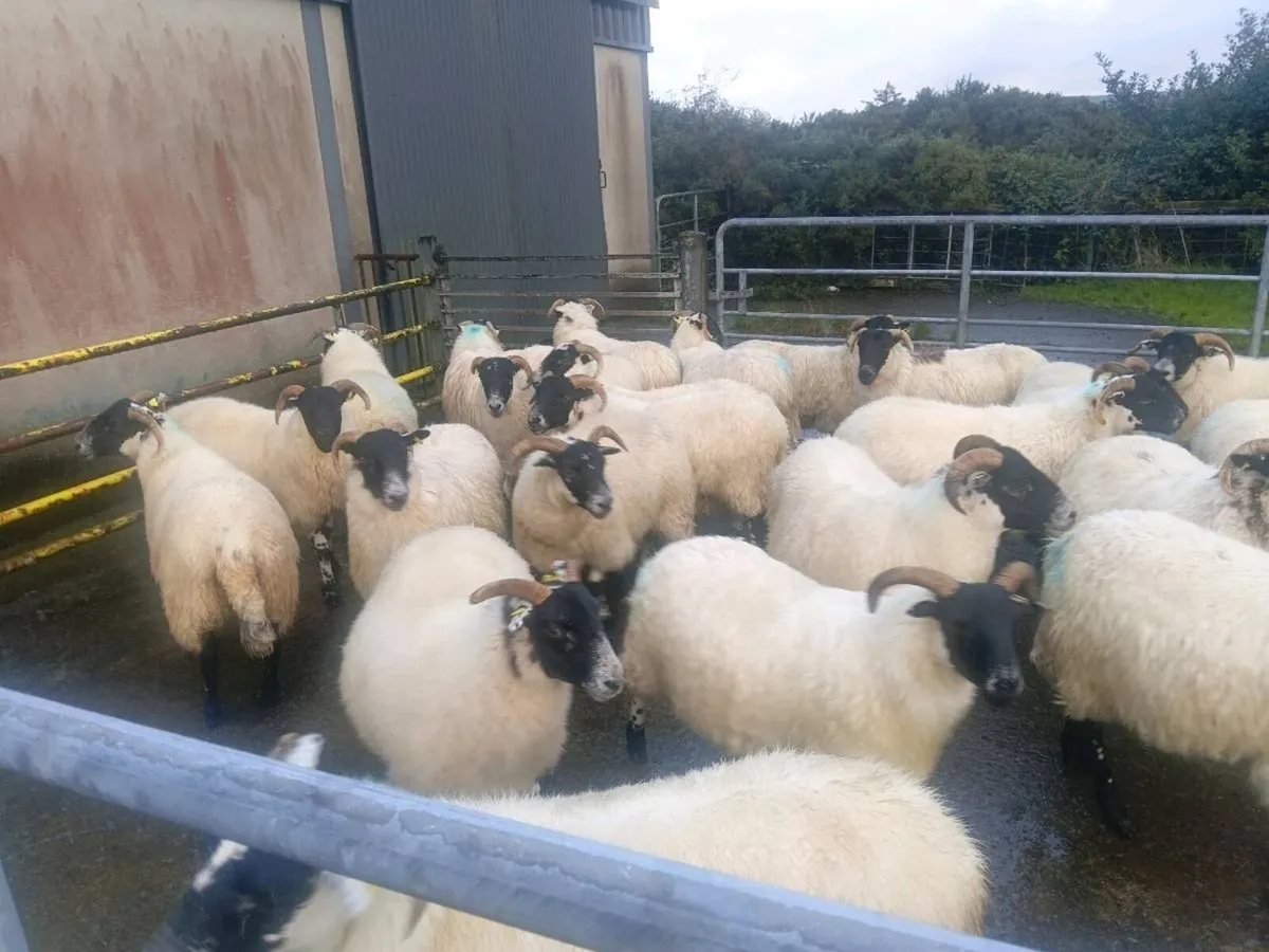 Hoggets - Image 2