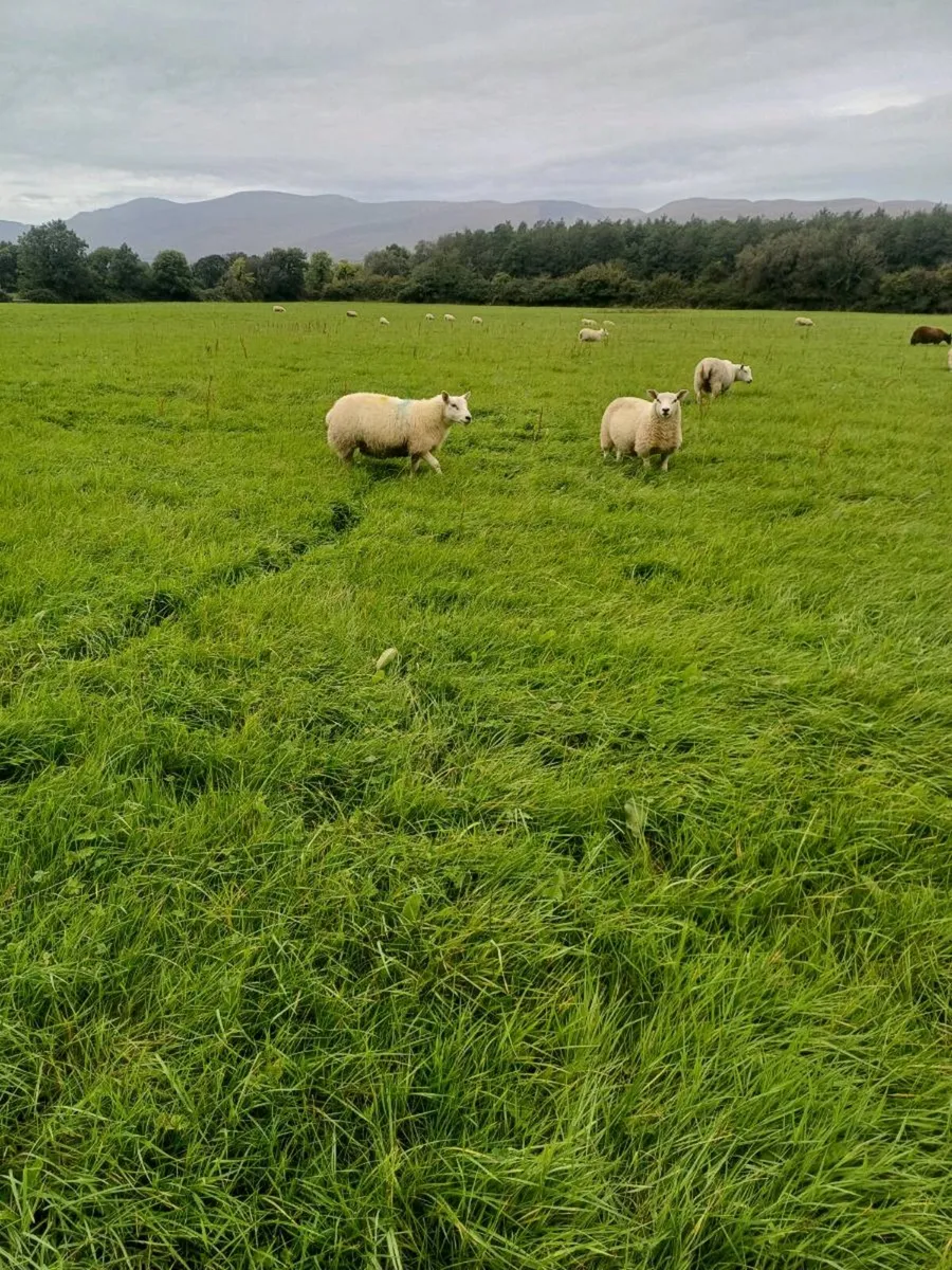 Belclare x and Texel x ewe lambs - Image 1