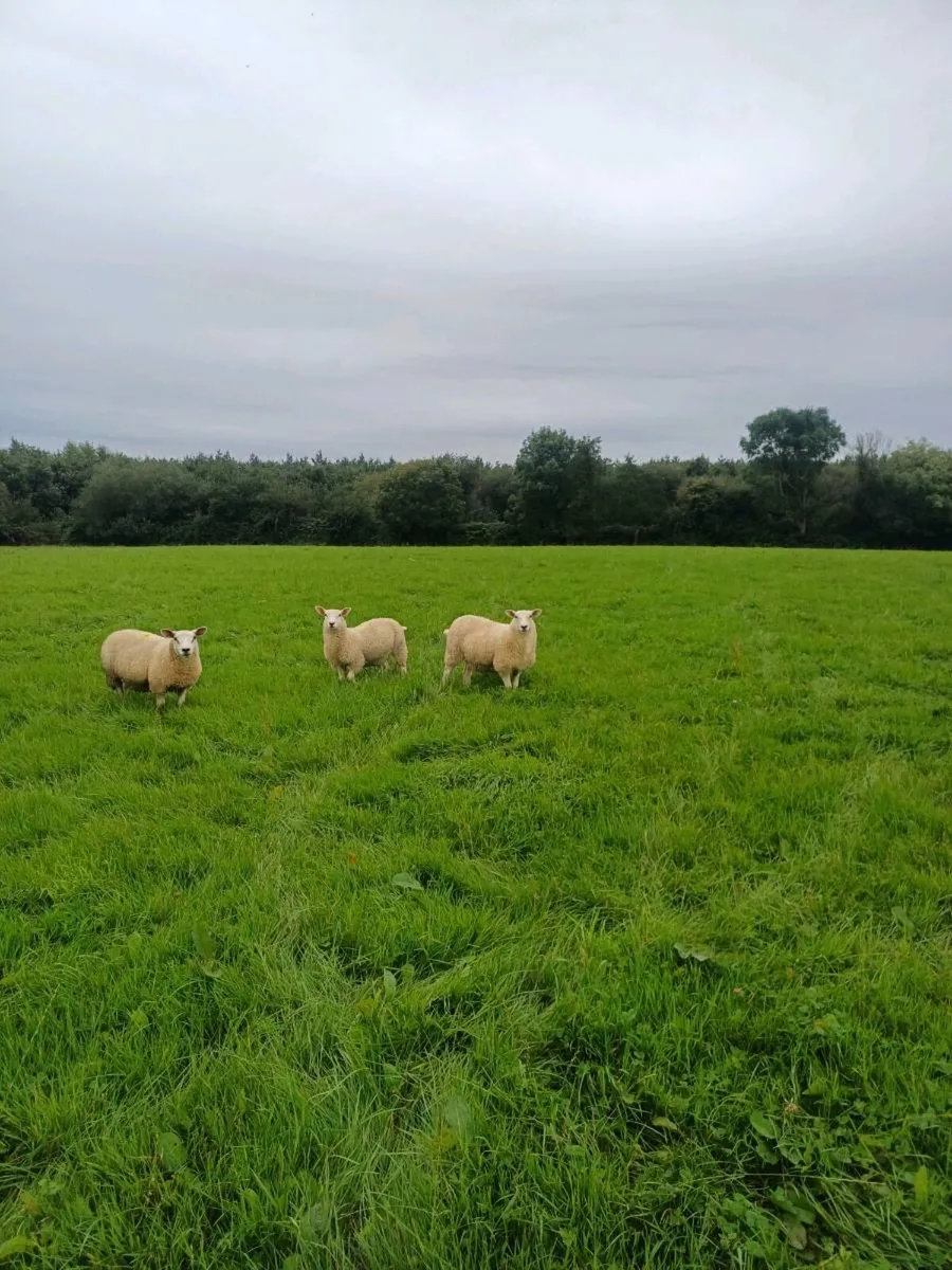 Belclare x and Texel x ewe lambs - Image 2