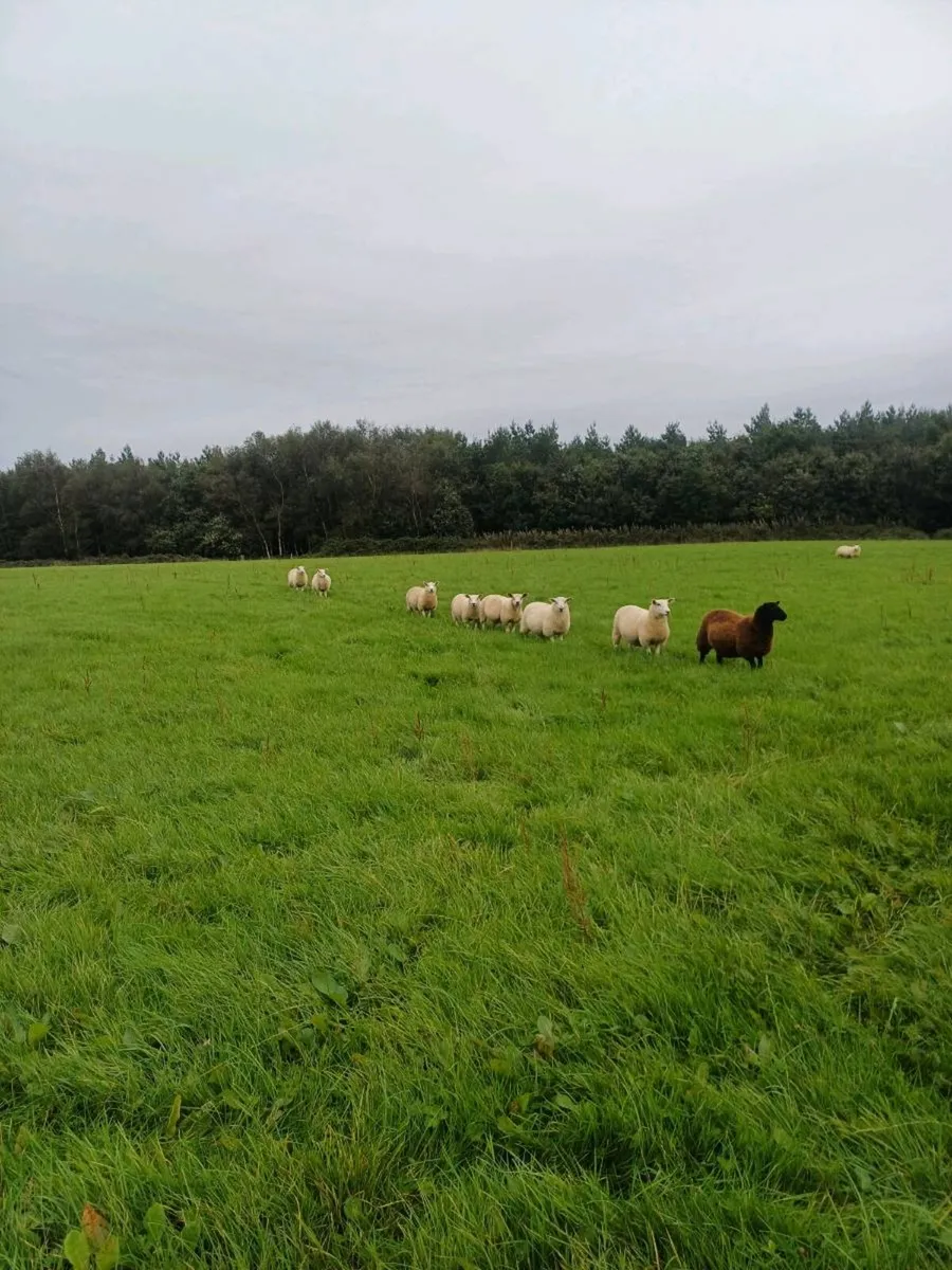 Belclare x and Texel x ewe lambs - Image 3