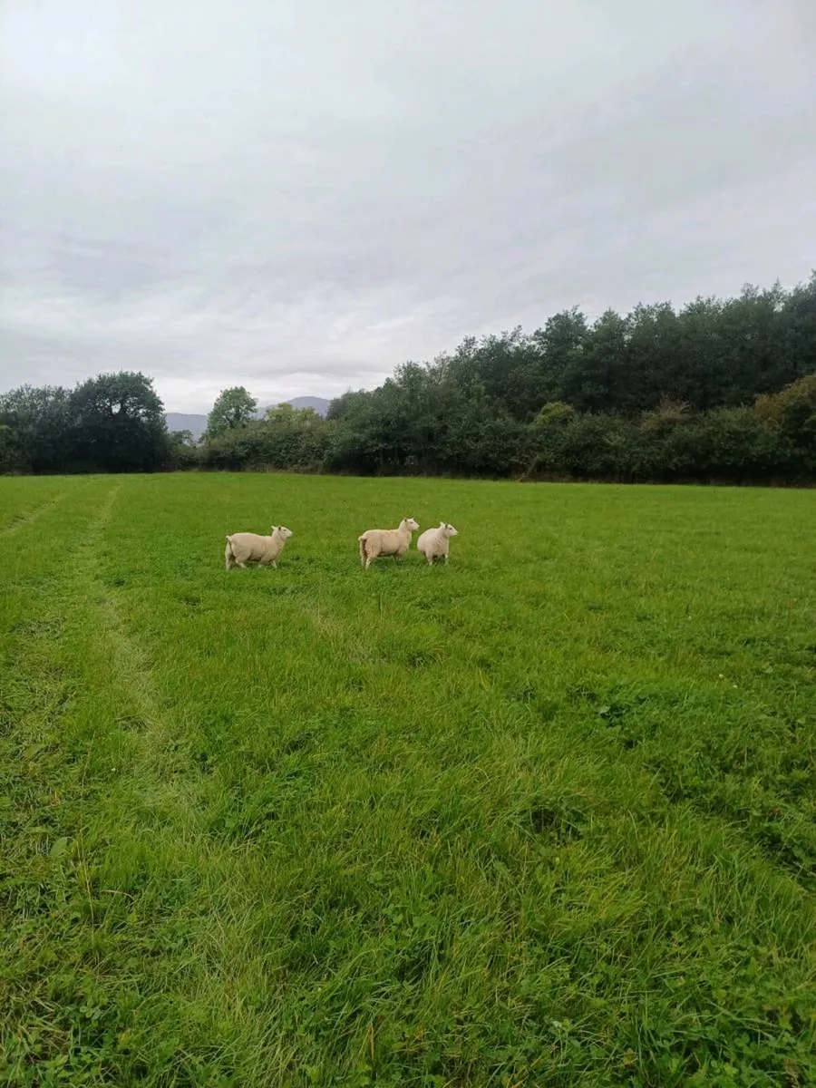 Belclare x and Texel x ewe lambs - Image 4