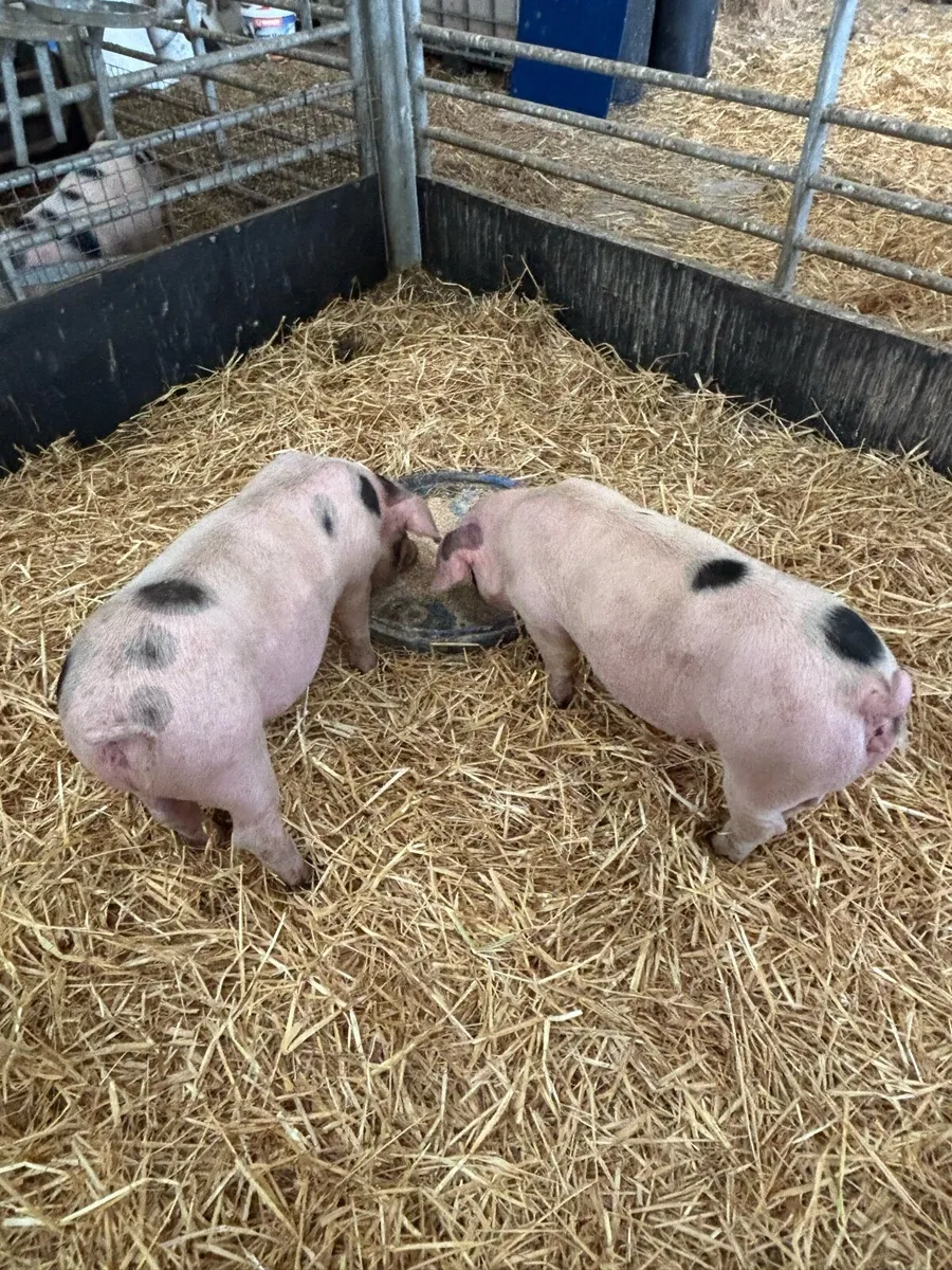 Gloucester Old Spot Weaners - Image 2