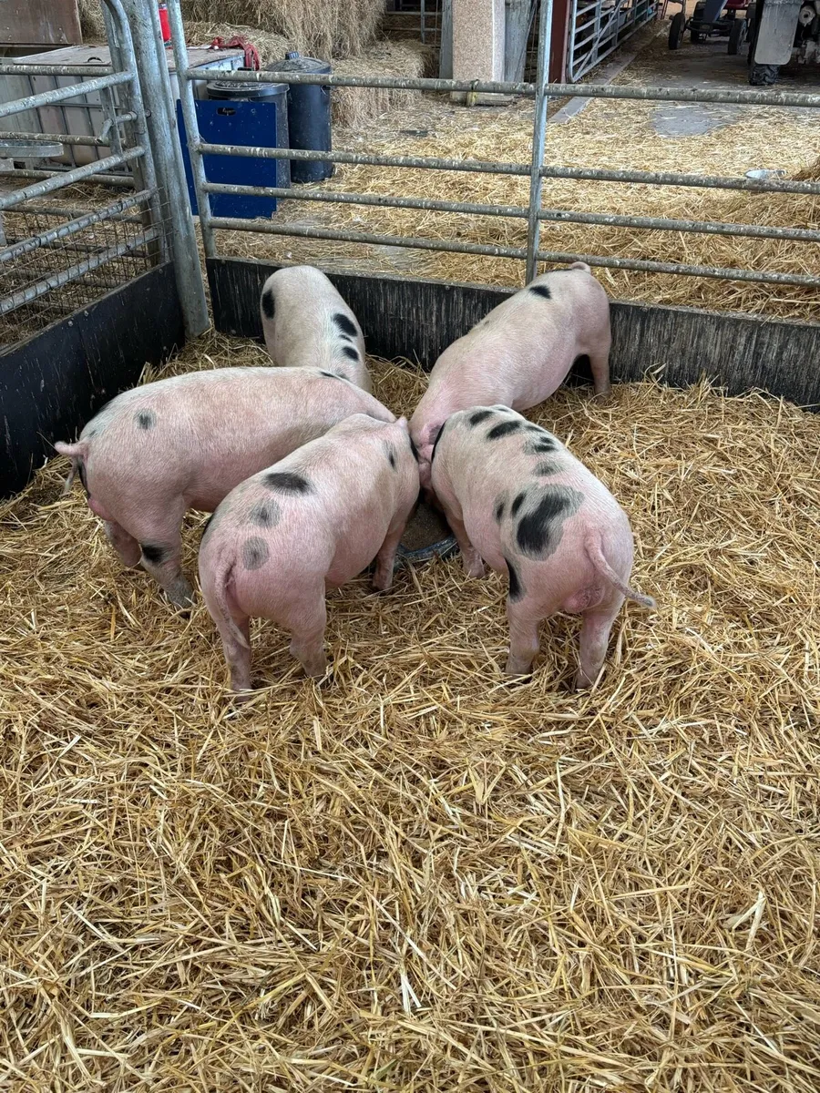 Gloucester Old Spot Weaners - Image 1