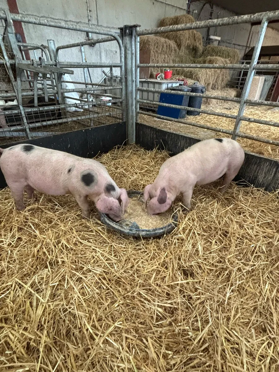 Gloucester Old Spot Weaners - Image 3