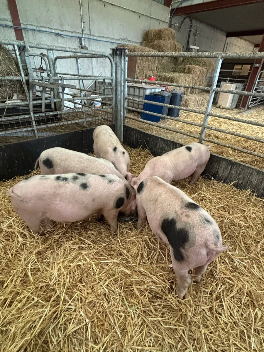 Gloucester Old Spot Weaners - Image 4