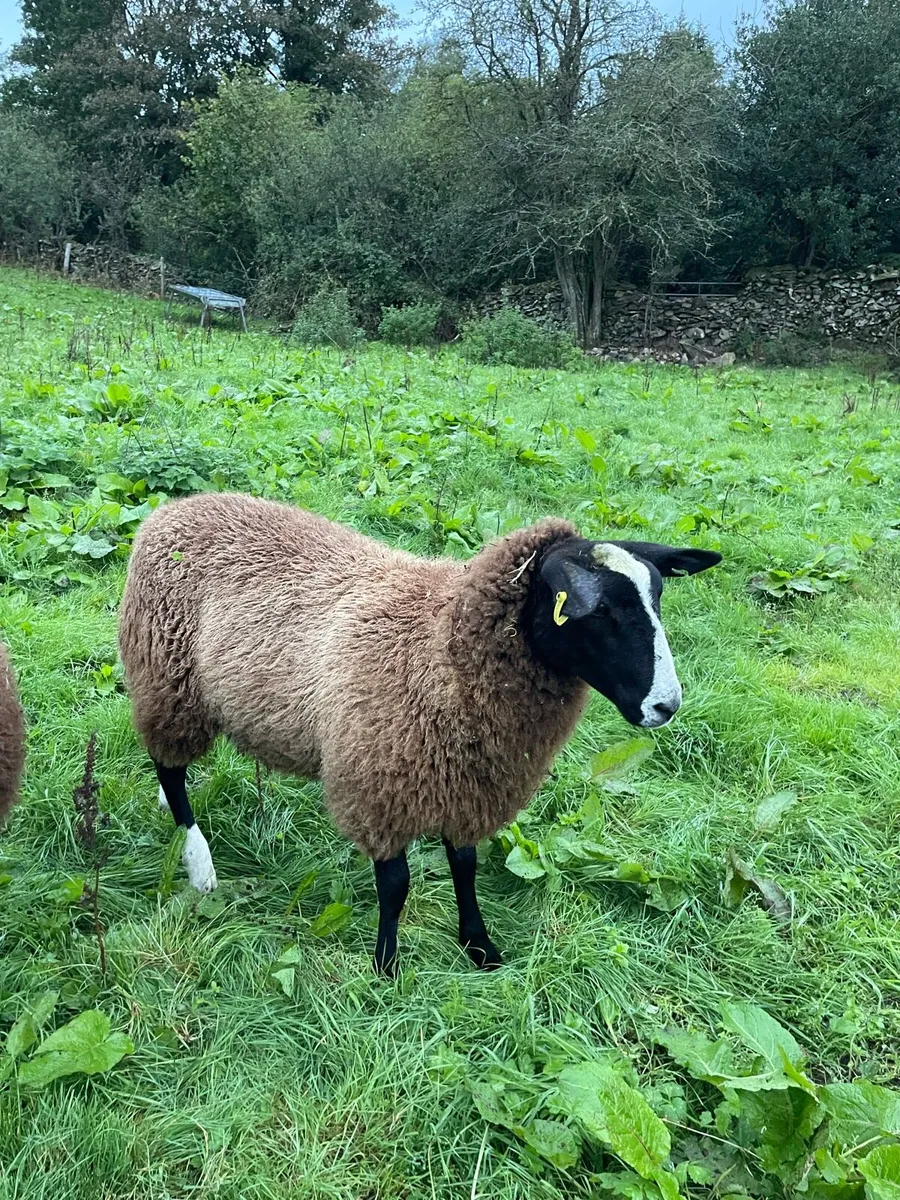 Zwartble Ewe Lambs (Pedigree) - Image 3
