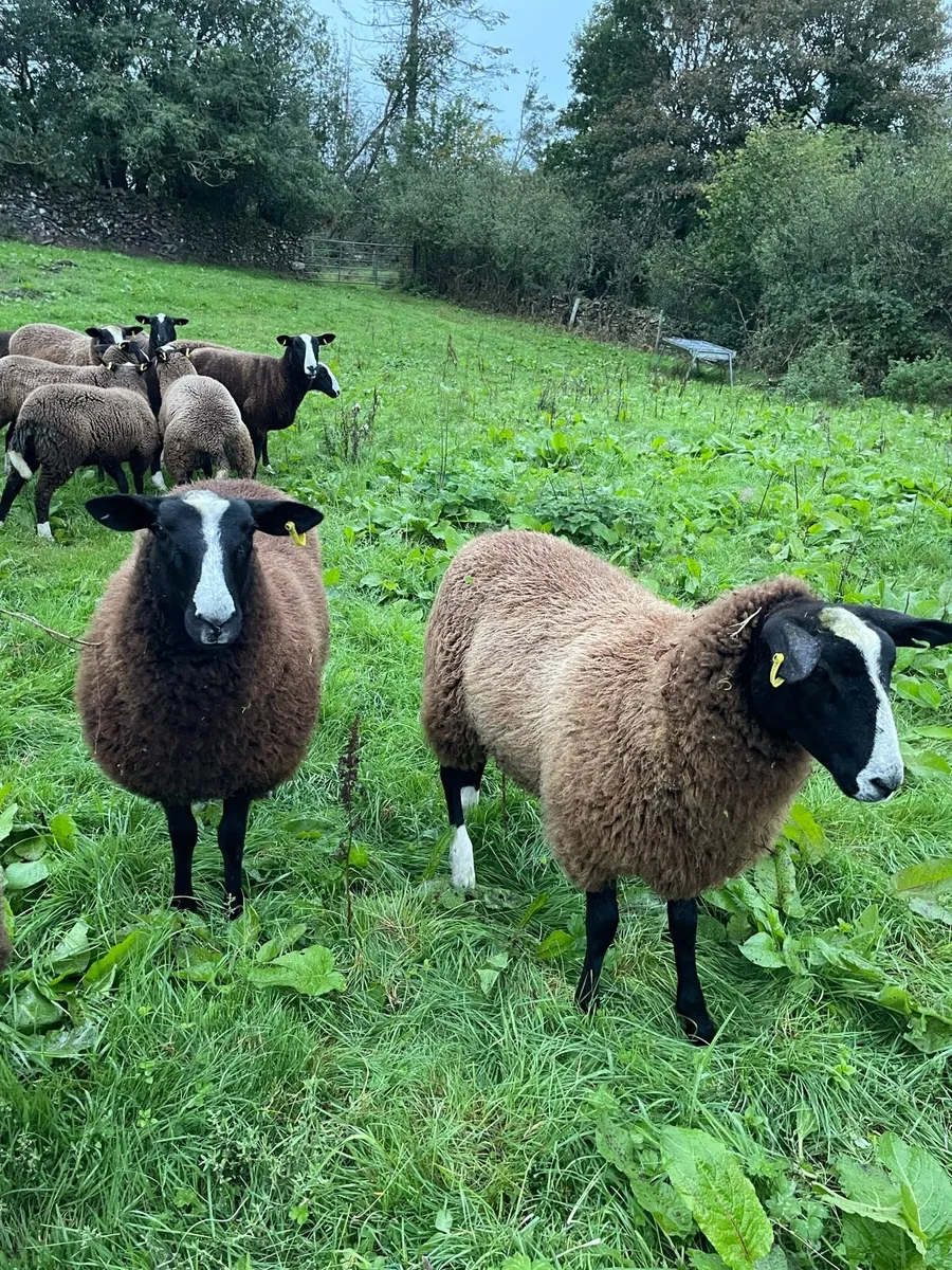 Zwartble Ewe Lambs (Pedigree) - Image 4