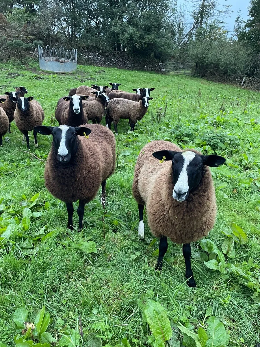 Zwartble Ewe Lambs (Pedigree) - Image 1