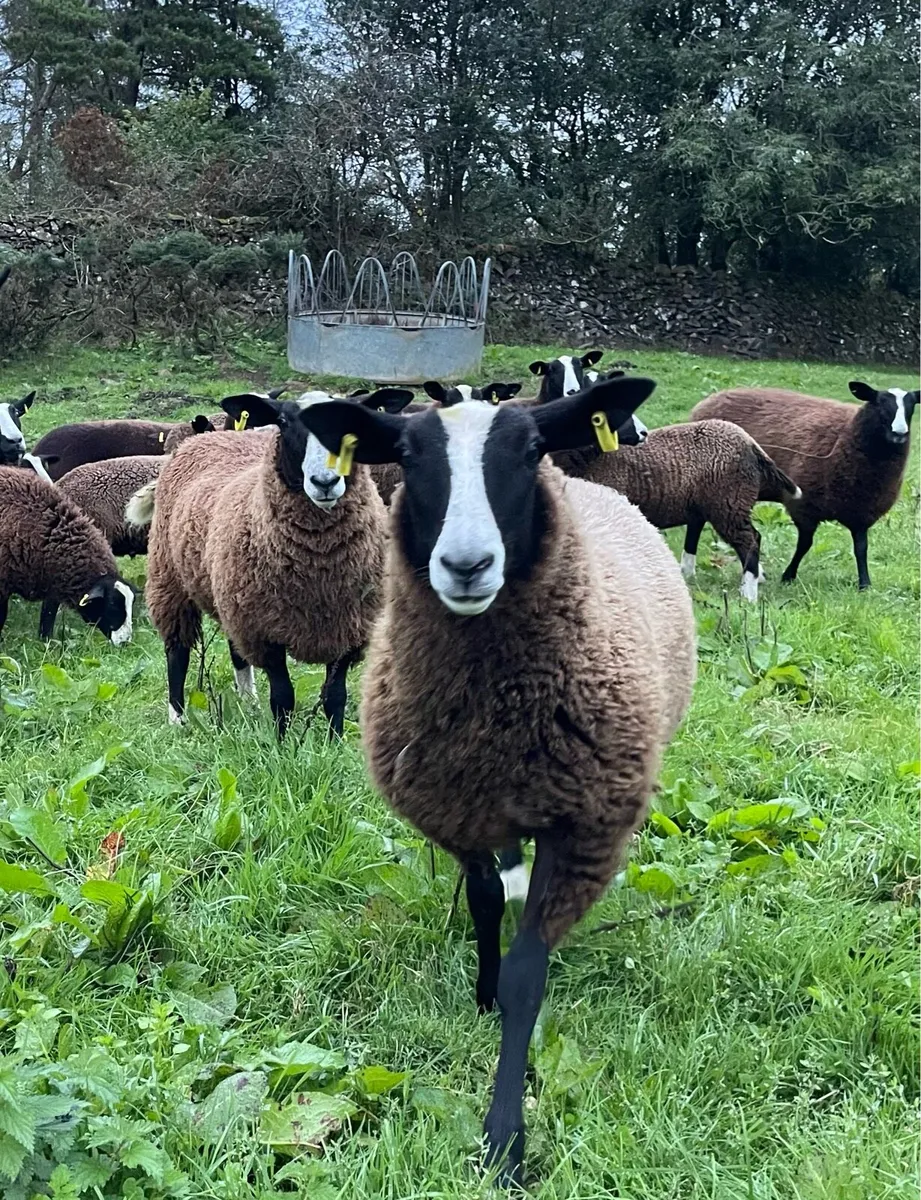 Zwartble Ewe Lambs (Pedigree) - Image 2