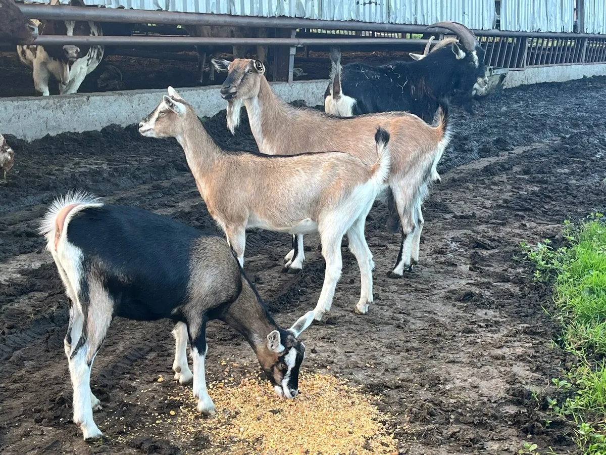 Goats - Image 2
