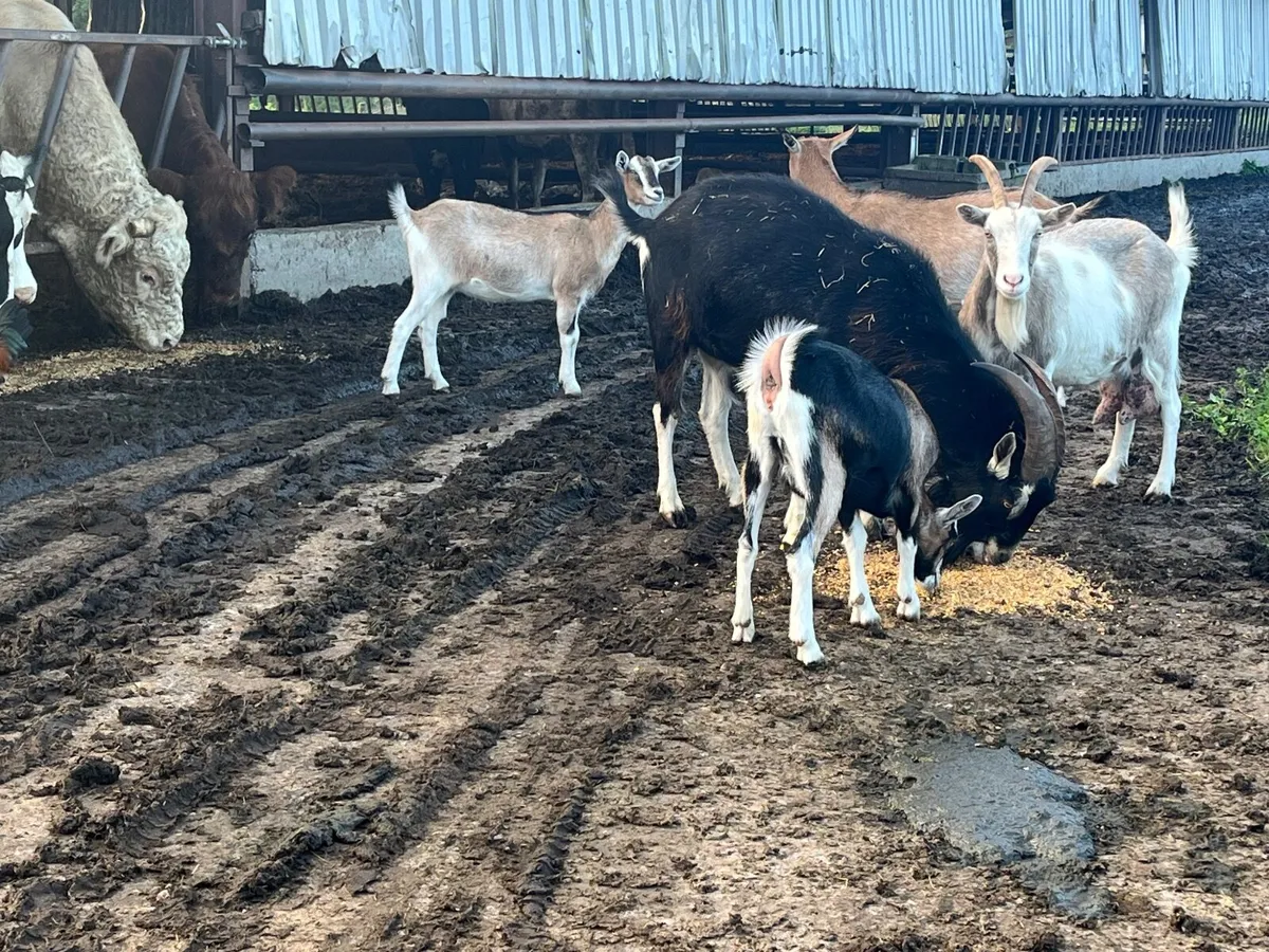 Goats - Image 3