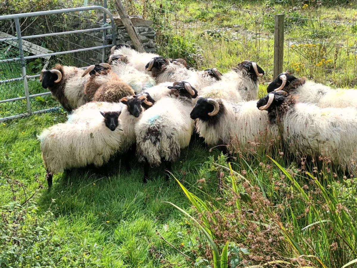 Lambs - Image 3