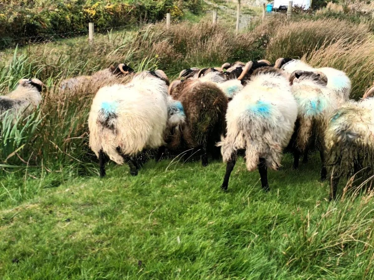 Lambs - Image 4