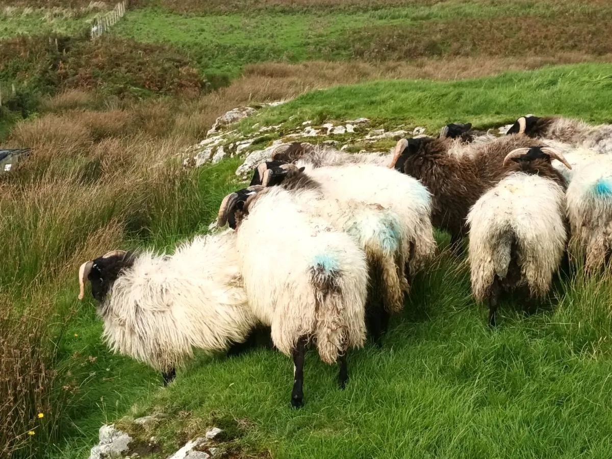 Lambs - Image 2