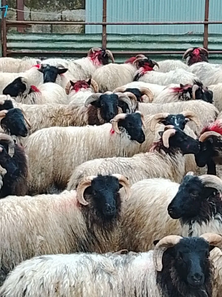 80 Horned Ram lambs for sale - Image 1