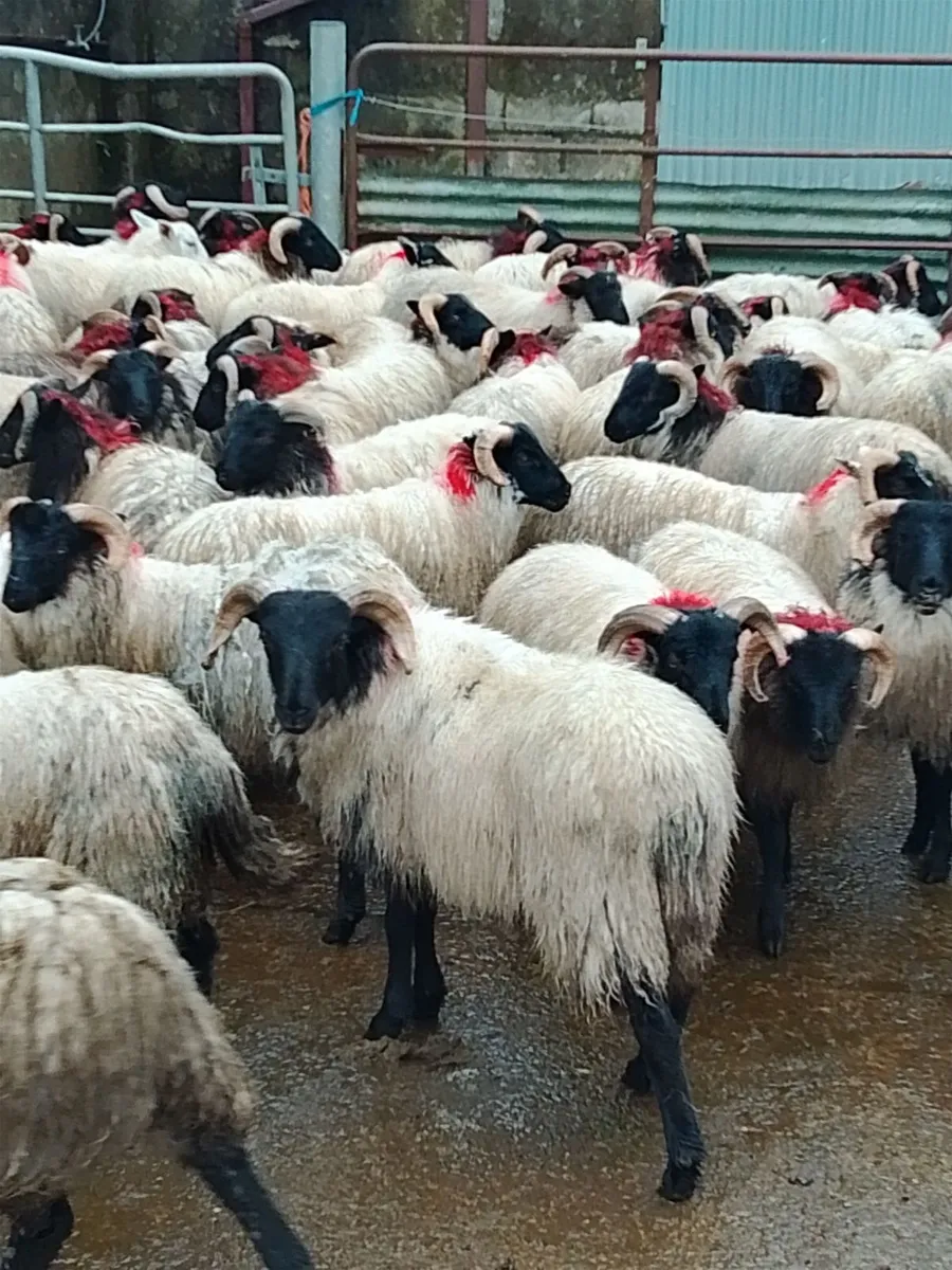 80 Horned Ram lambs for sale - Image 2