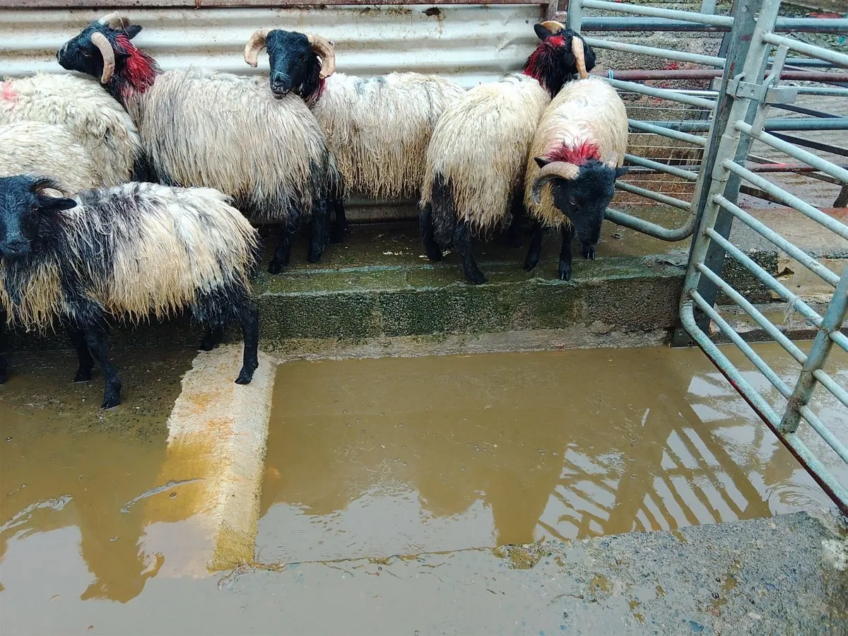 80 Horned Ram lambs for sale - Image 3