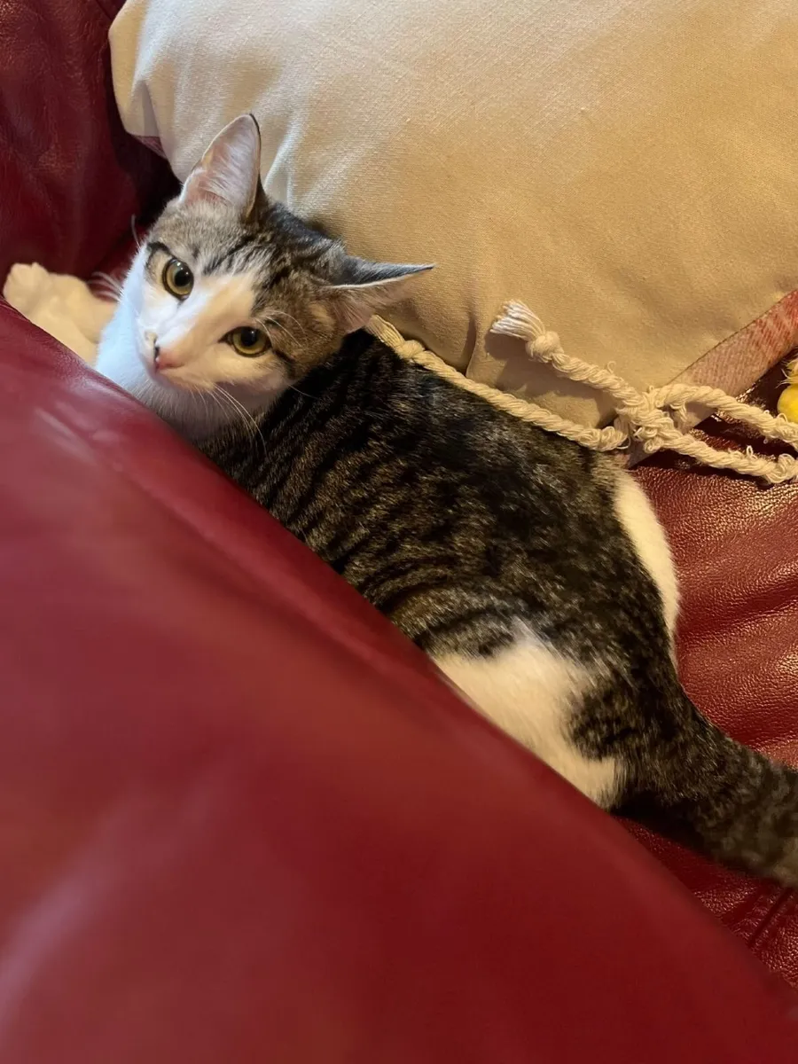 Kitten for Adoption - Image 3