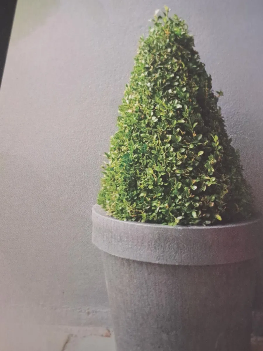 Clearance Sale of  Recycled flower pots - Image 4