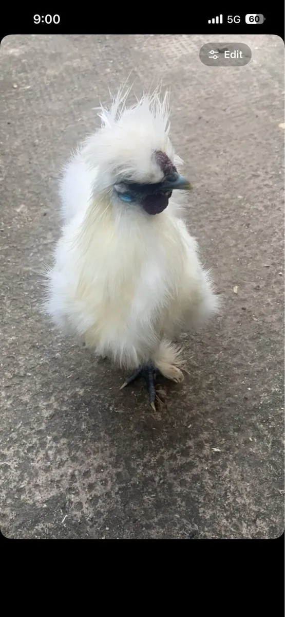 Silkie rooster - Image 1