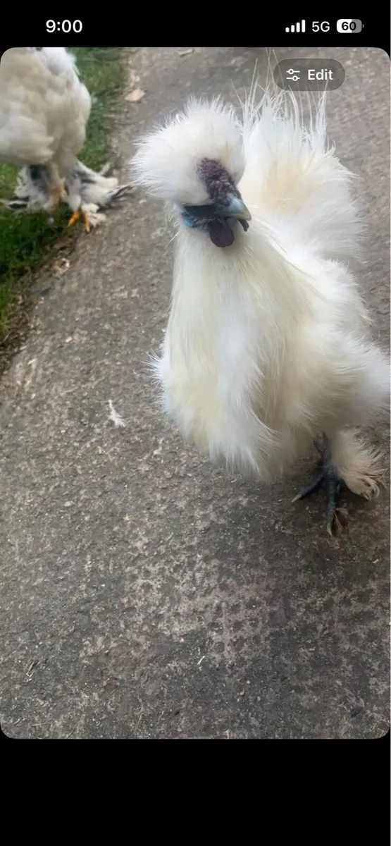 Silkie rooster - Image 2