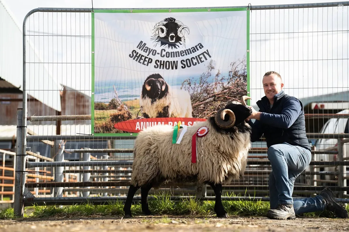 Mayo Connemara Ram Sale Ballinrobe Mart - Image 4