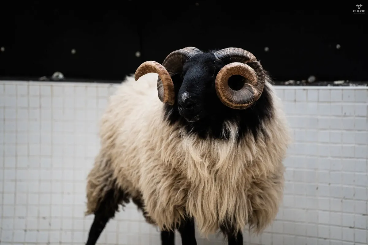 Mayo Connemara Ram Sale Ballinrobe Mart - Image 2