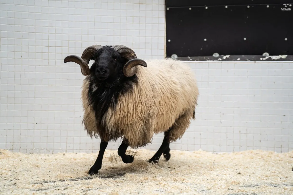 Mayo Connemara Ram Sale Ballinrobe Mart - Image 3
