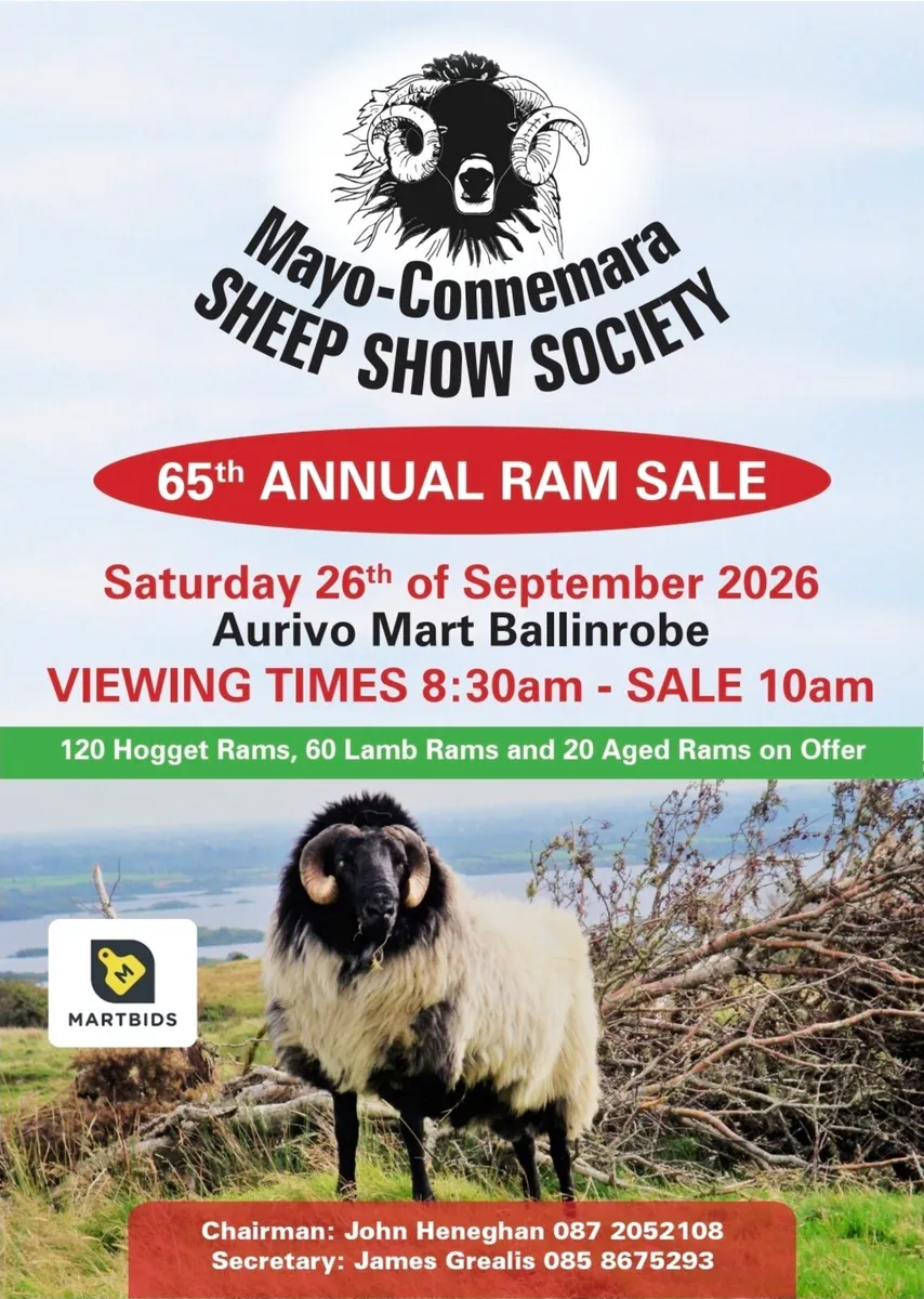 Mayo Connemara Ram Sale Ballinrobe Mart - Image 1