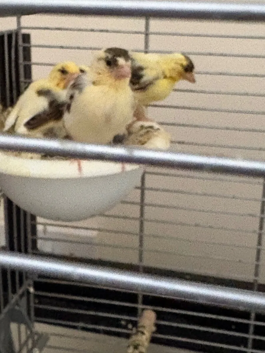 Birds