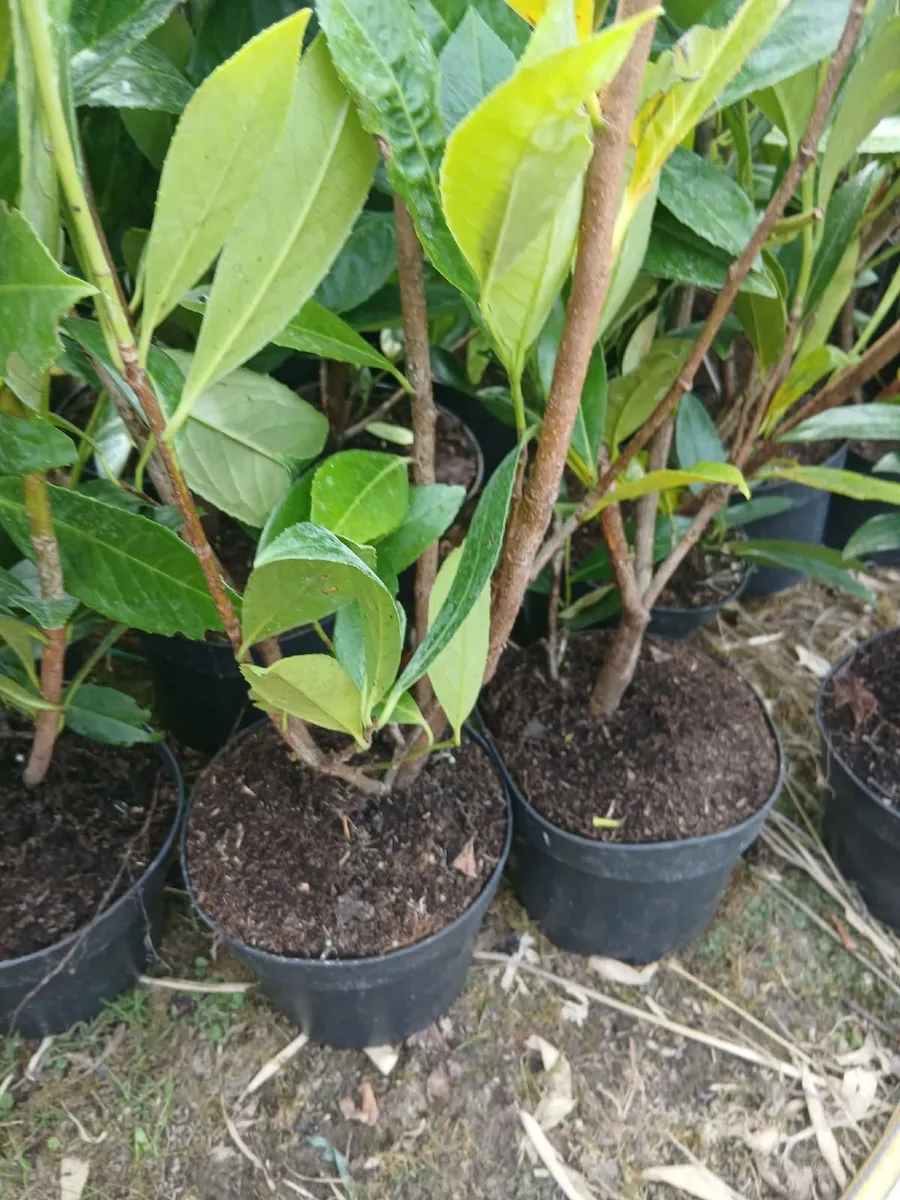 Potted Laurel Hedging €4 - Image 1