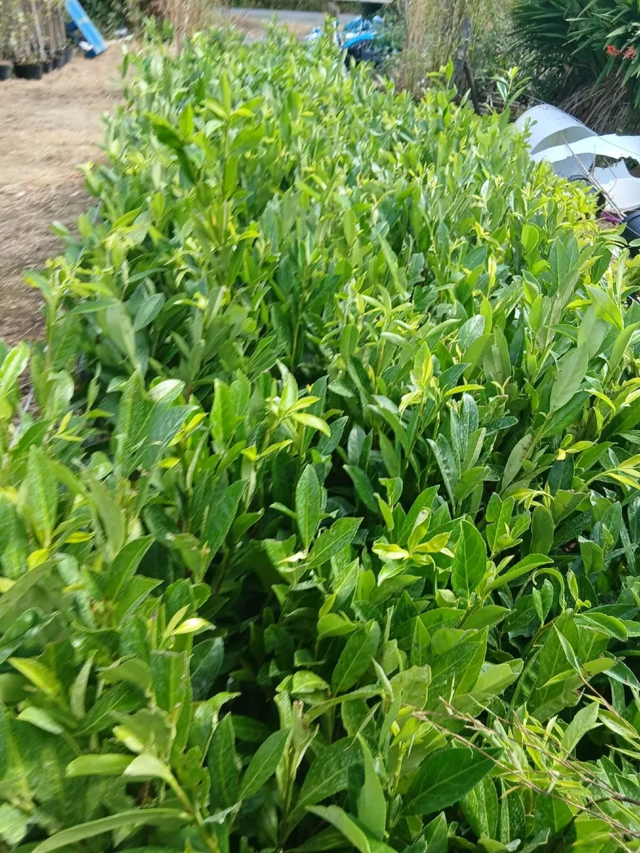 Potted Laurel Hedging €4 - Image 3