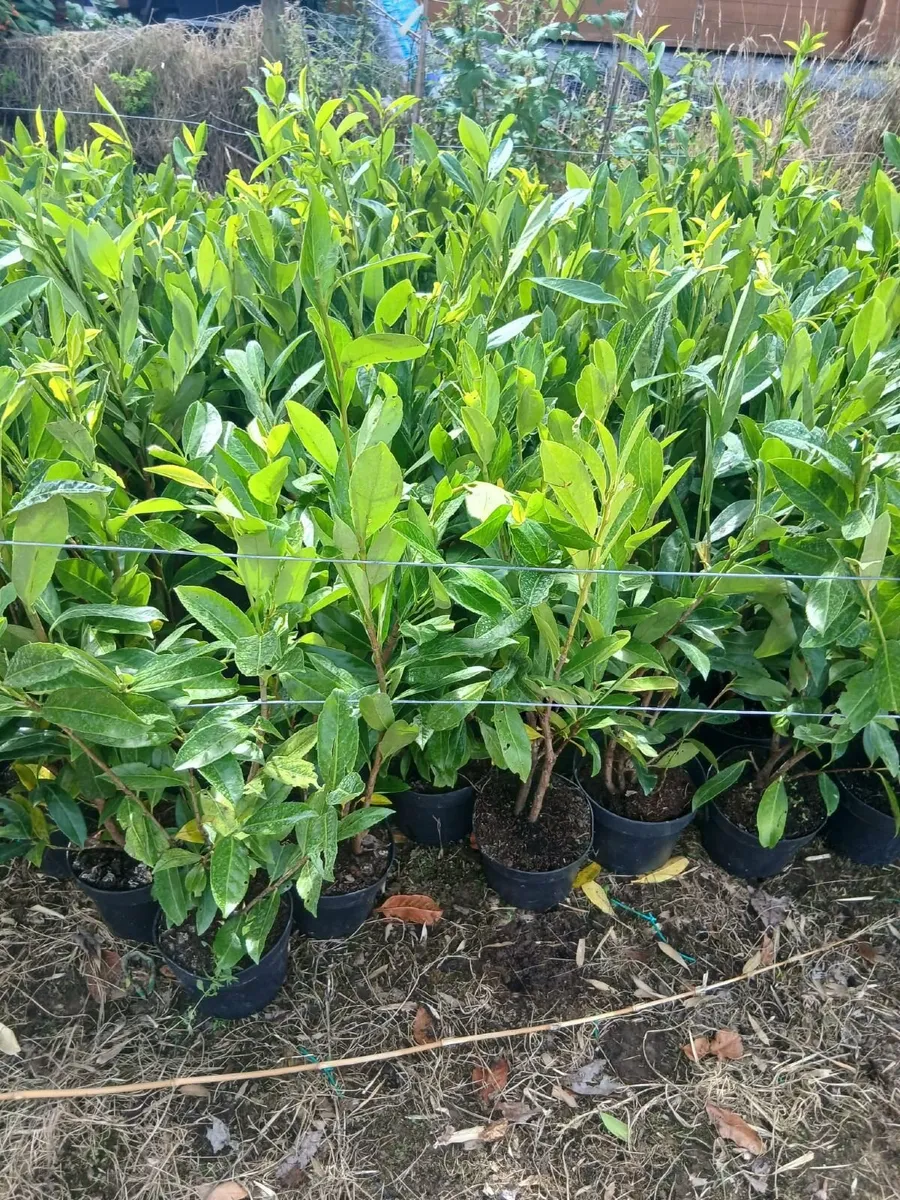 Potted Laurel Hedging €4 - Image 4