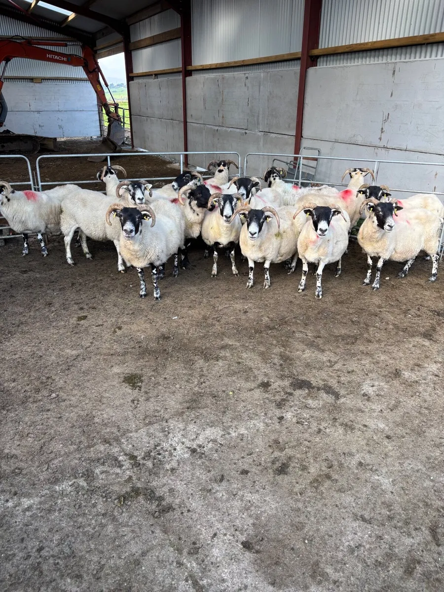 Lanark Ewes