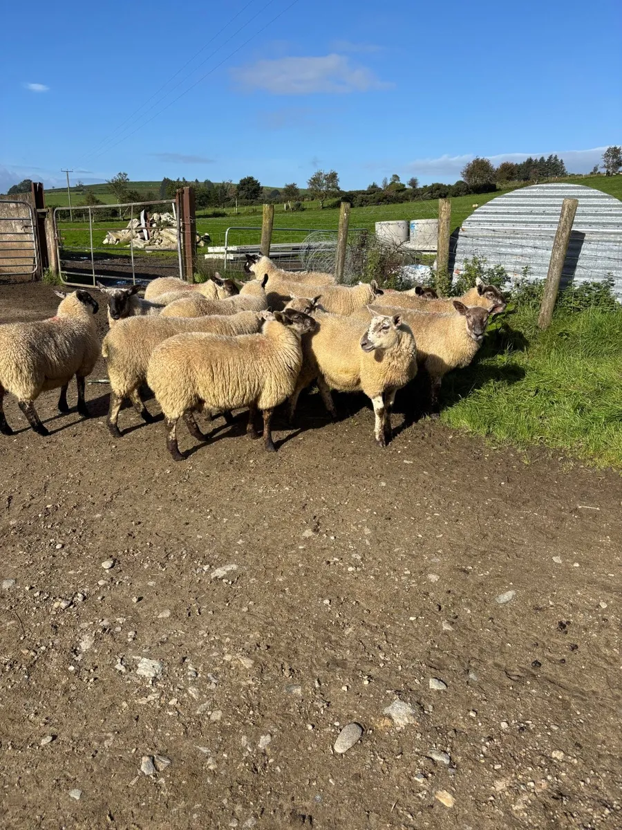 Suffolk Cheviot ewe lambs