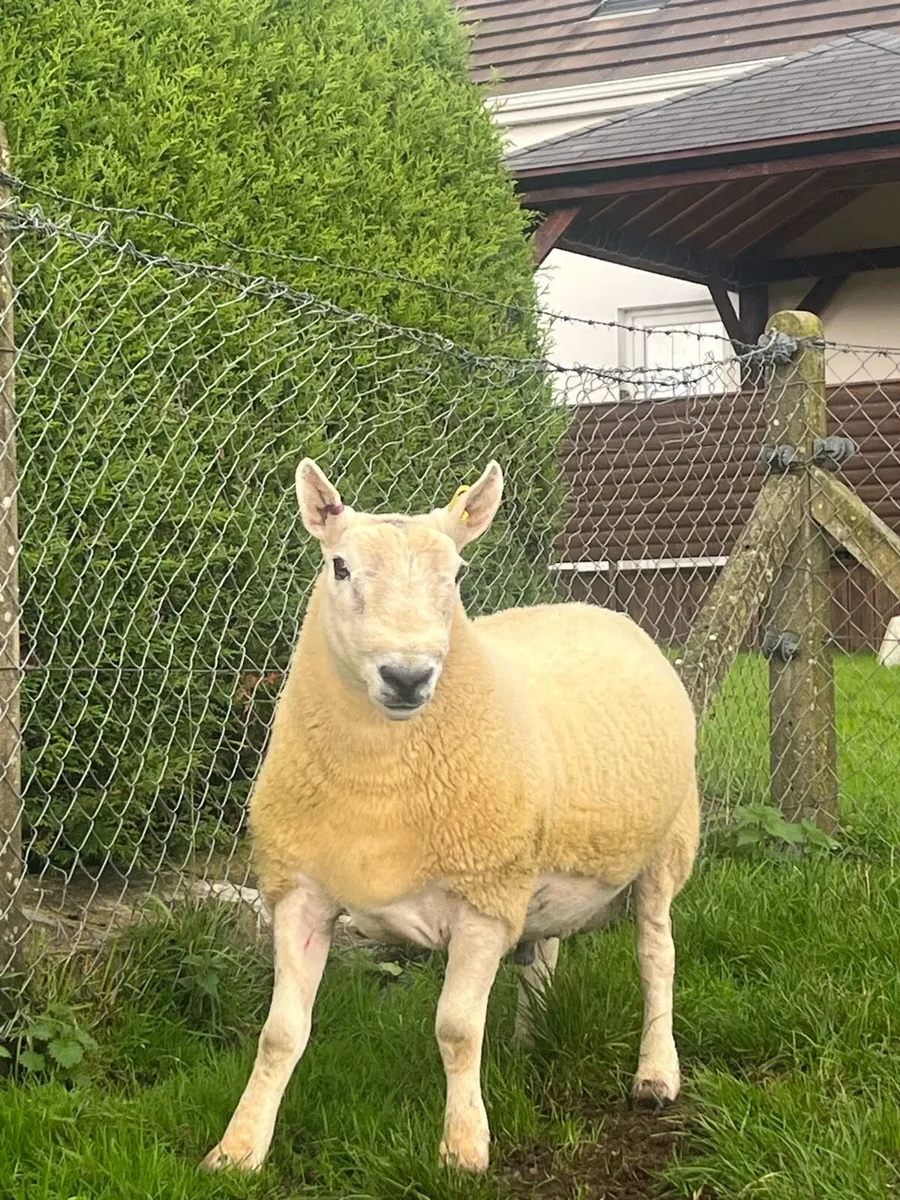 North country cheviot shearling rams - Image 2