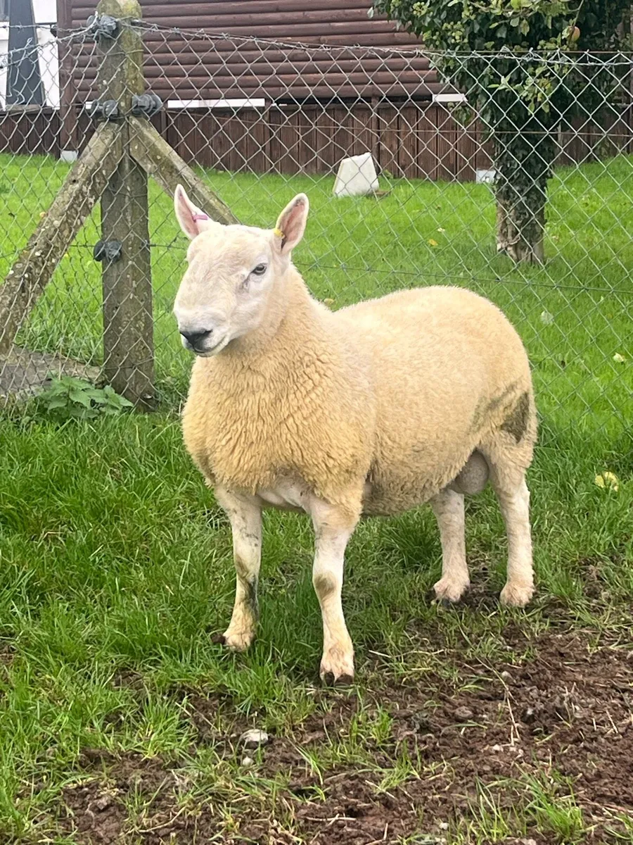 North country cheviot shearling rams - Image 3