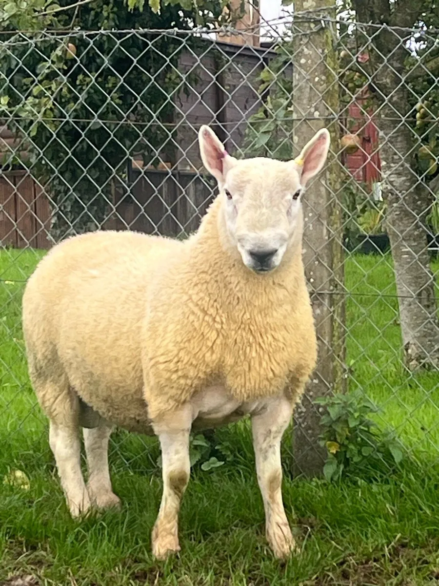 North country cheviot shearling rams - Image 4