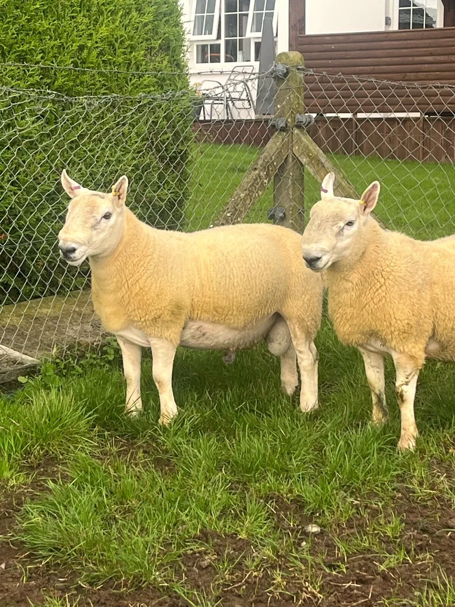 North country cheviot shearling rams - Image 1