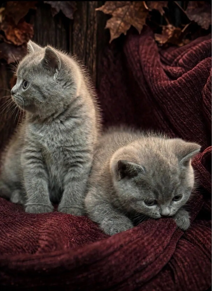 Blue British Shorthair - Image 1