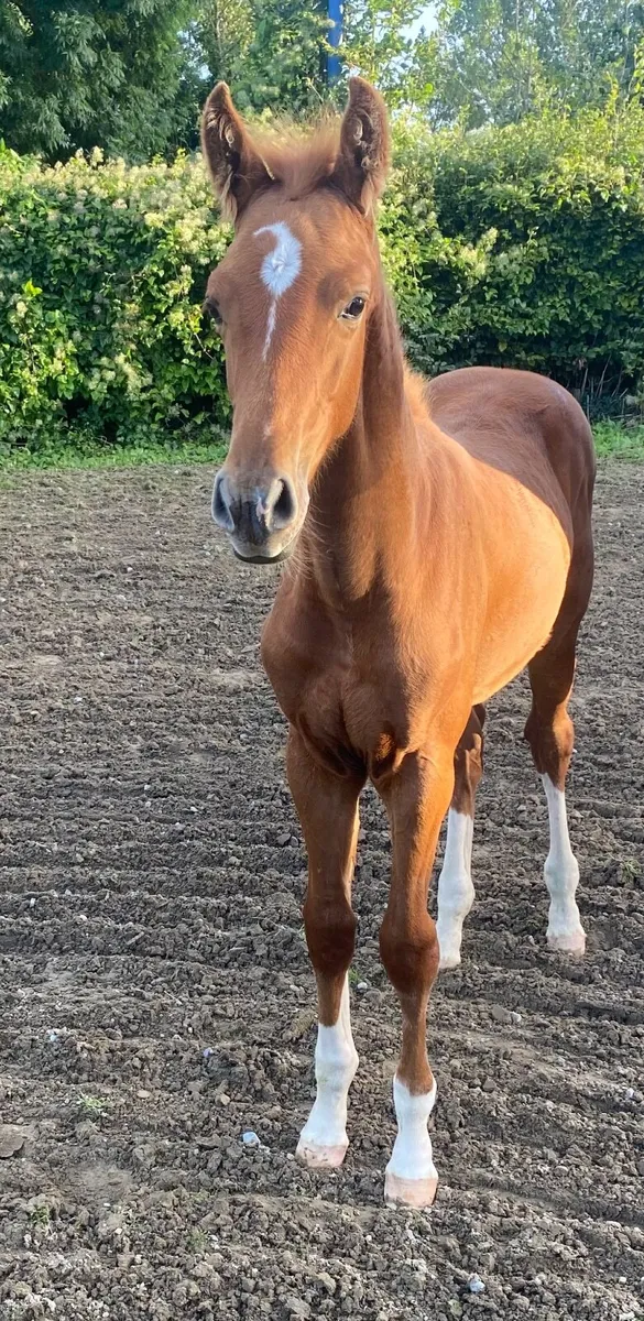 Dam sister to 1.60 show jumper