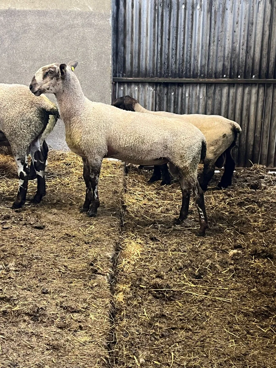 Hogget Blue Leicester ram - Image 1