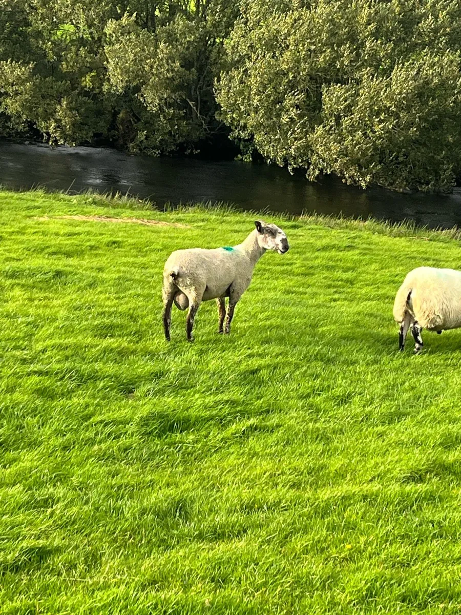Hogget Blue Leicester ram - Image 3