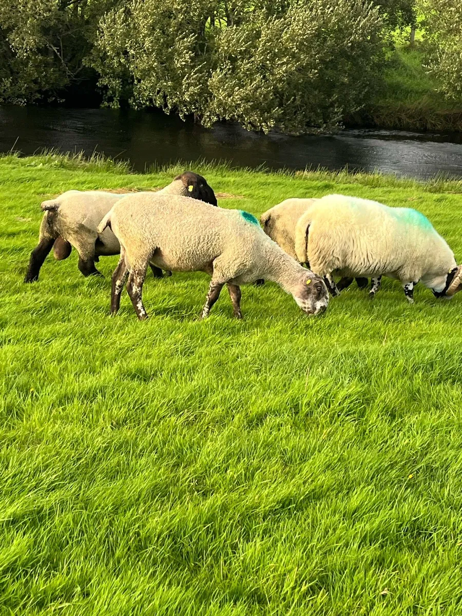 Hogget Blue Leicester ram - Image 4