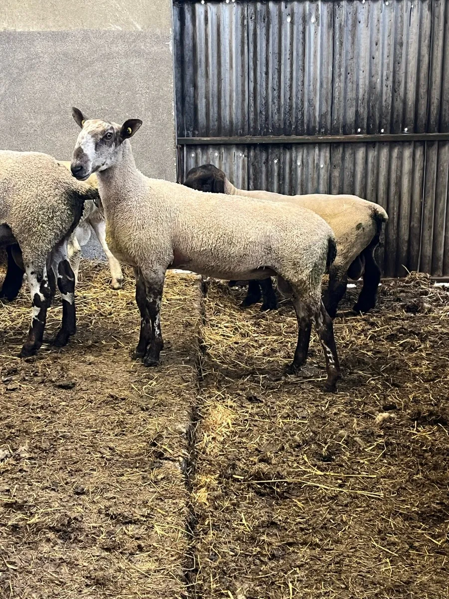 Hogget Blue Leicester ram - Image 2