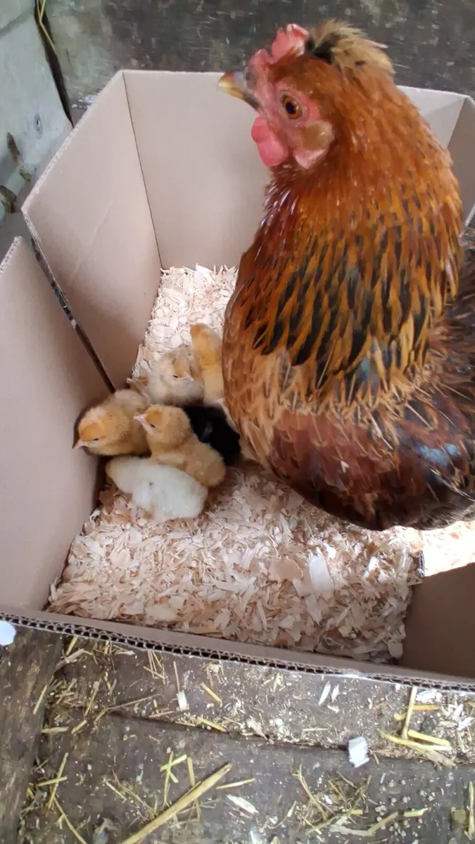 3 week old chicks and hatching eggs available - Image 1