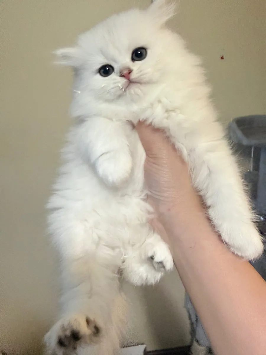 Four Beautiful Long-Haired Chinchilla Kittens - Image 1